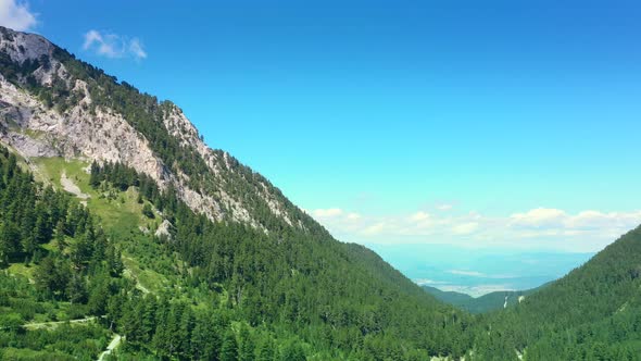 Moving Forward To Pine Woods Forest And Mountain Valley In Summer Day