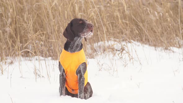 The Hunting Dog Is Waiting for the Signal To Start Hunting