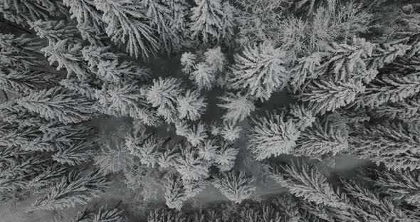 Drone Overhead Drone Towrds Snow Covered Fir Trees In Forest