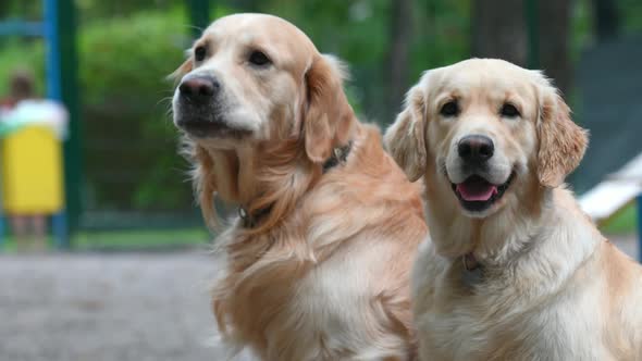 Golden Retriever Dogs Outdoors