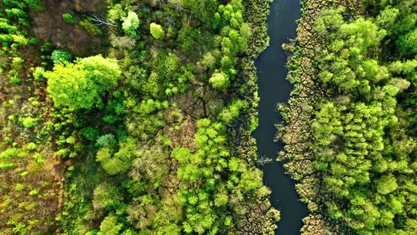 Top view of green forest and river, Poland