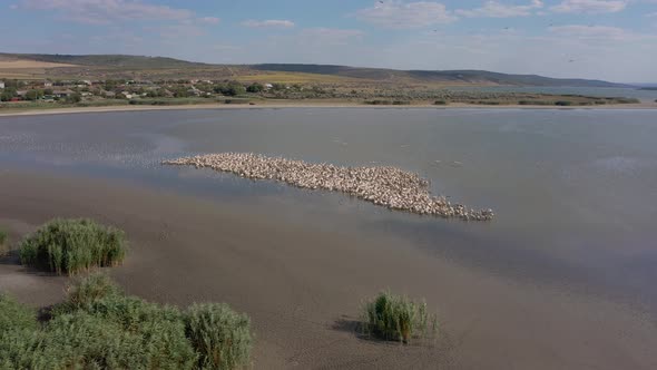 Pelican Colony at Besalma Lake in Moldova