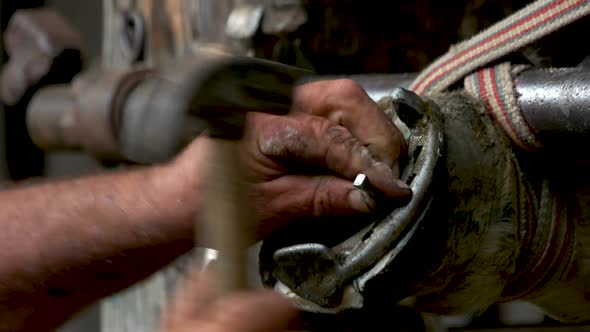 Farrier Nailing New Horseshoe Close Up