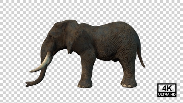 Elephant Idle Side View