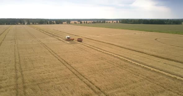 Upper View Lorry Near Harvester for Gathering Ripe Wheat