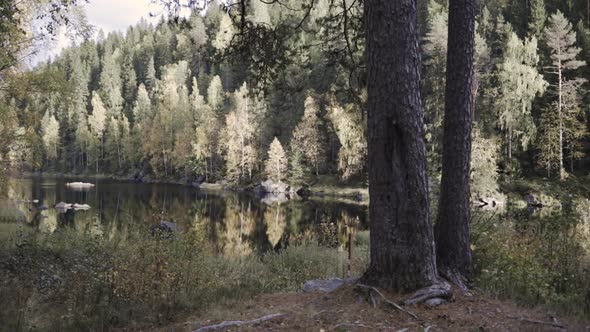 Walking around a tree, to a calm river, surrounded by colorful autumn nature, at a sunny fall evenin