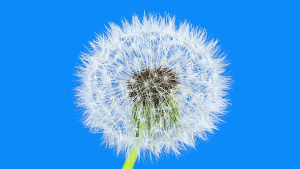 Dandelion Seed Blossom Timelapse on a Blue Background. Blossoming White Dandelion. Fluffy Flower