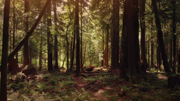 Flying Over Peaceful Forest