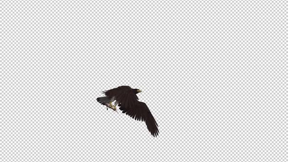 Eurasian White Tail Eagle With Fish - Flying Transition I