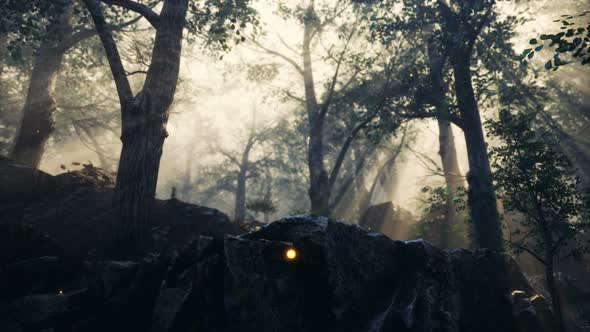 Foreat at Hight with Bright Moon Light / Videohive, Motion graphics, Miscellaneous, Nature