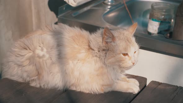 Homeless Gray Cat Lies on a Shabby Chair on the Street