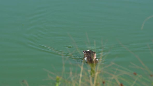 Single Duck Swimming, Crossing Water in a River. Blue Water and Animals. Duck Scene. Medium Shot