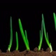 Growing Onion Time Lapse with Alpha Channel - VideoHive Item for Sale