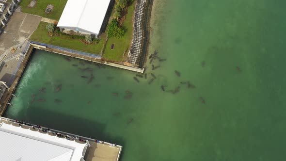 manatees gather near power dam warm waters in florida as crowd looks on