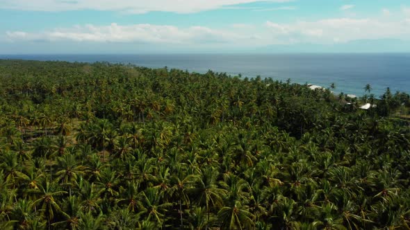 Beautiful Grows Palm Trees Aerial