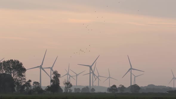 Flocks of birds flying past a Wind Farm in early morning light. East Frisia. Lower Saxony. Germany.