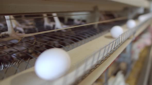 Chicken white eggs move on a conveyor belt, next to the feet of the hens. Newborn chicken eggs move