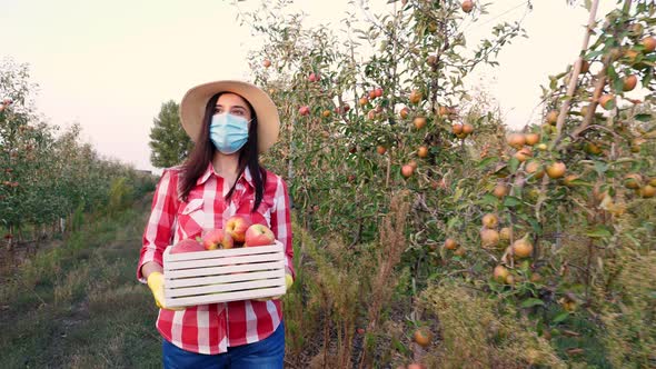 Farmer with Apple Harvest. Woman, in Protective Mask, Carries Box of Freshly Picked Apples. Backdrop