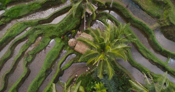 Aerial view over Tegallalang  Rice Terraces in Bali. Rice fields and Palms.