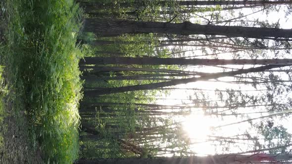 Vertical Video of a Beautiful Green Pine Forest on a Summer Day Slow Motion