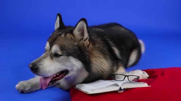 Alaskan Malamute Lies with Its Paw on a Red Pillow Next to a Book and Glasses in the Studio