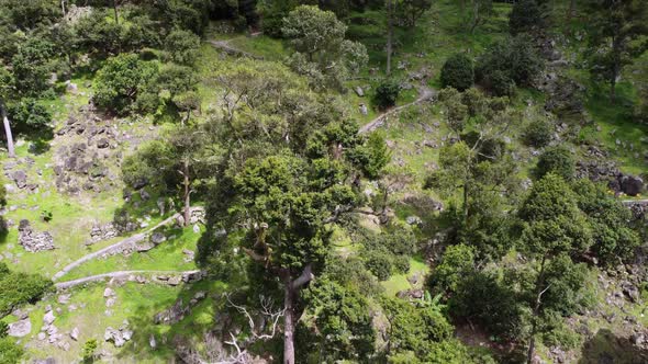 Aerial view look down durian plantation