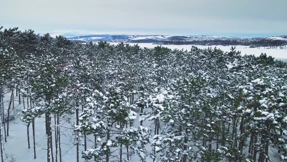 Winter Forest Aerial View in