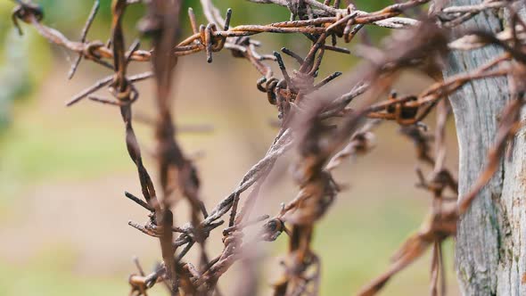 Barbed Wire