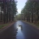 Forest Road After Rain Fast Movement - VideoHive Item for Sale
