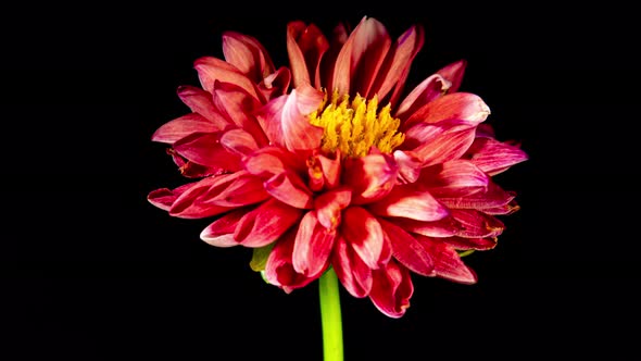 Red Dahlia Flower Opens and Wilts in Time Lapse on a Black Background