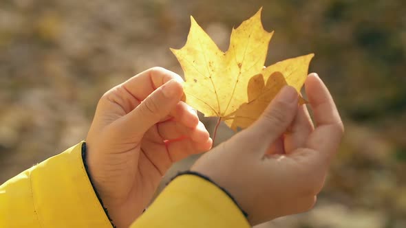 Woman hands holding little yellow leaf. 