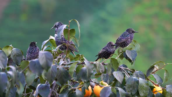 Common Starling