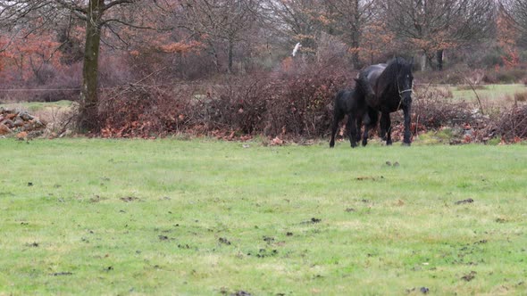 Black female horse and his foal, happily walking together.