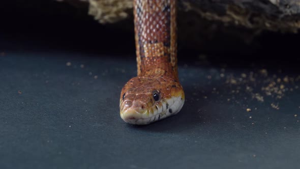 Coronella Brown Snake Crawling on Wooden Snag at Black Background. Close Up