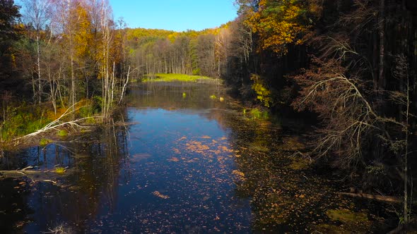 Aerial View of the Pond and the Bright Autumn Forest on Its Shore