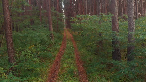 Path in dark forest