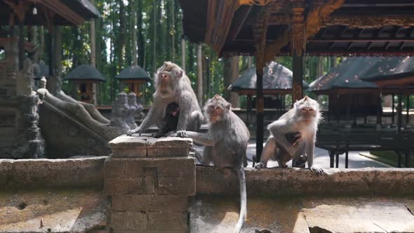 Monkeys with Cubs in Nature