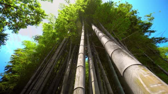 Bamboo green leaves and bamboo tree in natural forest.