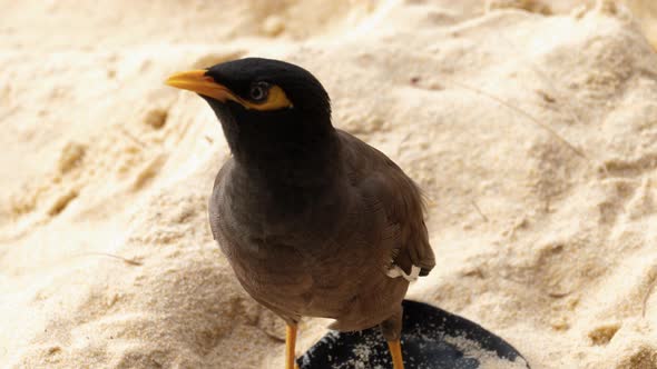 Common Myna -Acridotheres Tristis-