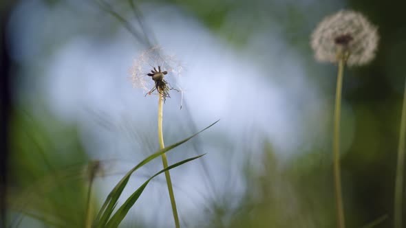 Close up of Dandelion in front of blurred background