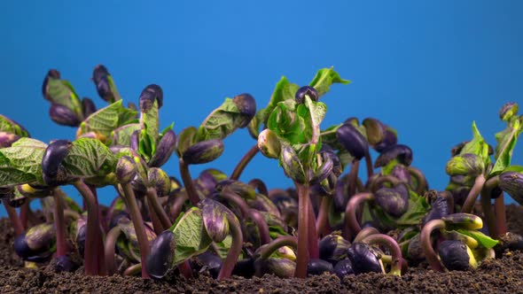 Beans Germination on Blue Background