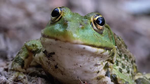 Frog Funny Looks at Camera. Portrait of Green Toad Sits on the Sand.