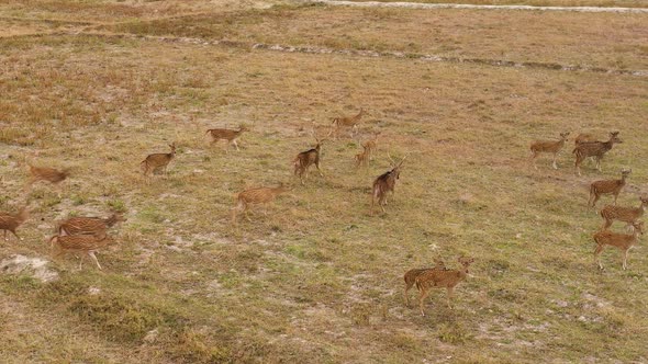 Spotted Deer in the National Park of Sri Lanka