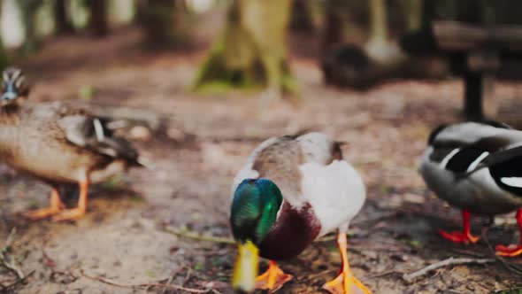 Closeup Of Mallard Ducks Standing On The Ground