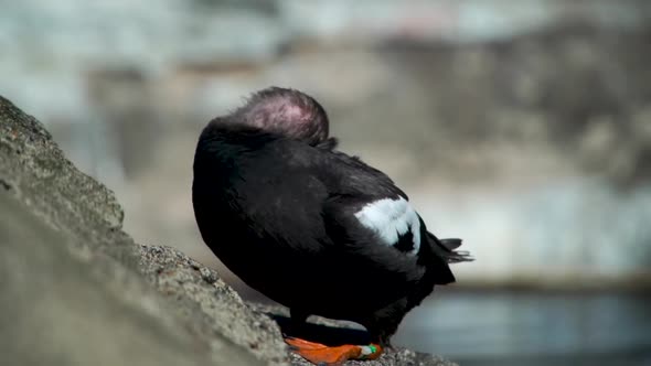 A closeup of a Puffin preening its wings at the Oregon Coast Aquarium.