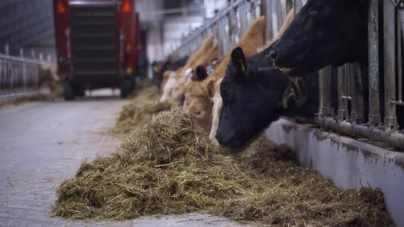 Cows In A Shed Feeding On Silage Grass From A Bale Shredder. close up