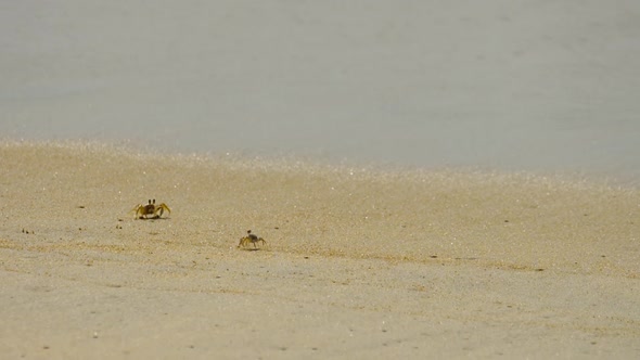 Crab on the Sandy Beach