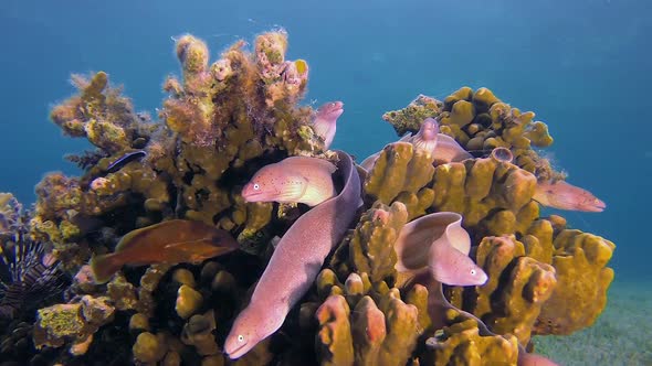 Grey Geometric Moray Colony