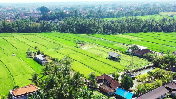 Aerial of a beautiful landscape filled with vibrant green crop fields in Indonesia
