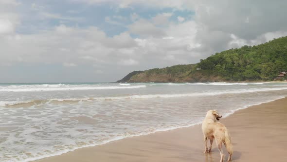 A dog enjoying the beach